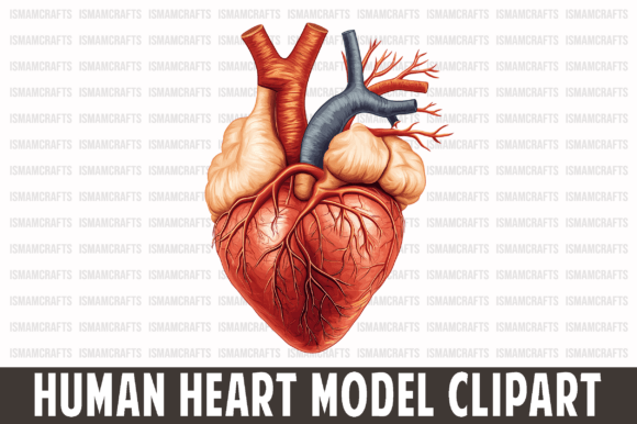 The Human Heart Model Clipart PNG: A Comprehensive Resource for Creators and Educators